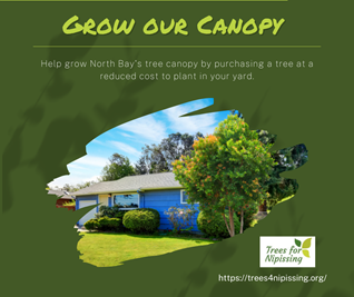 Residents encouraged to help grow North Bay’s tree canopy